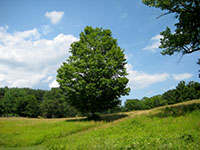 On the Trail, Ward Pond Ridge Reservation, NY