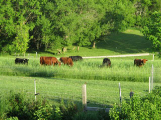 Cattle in paddock